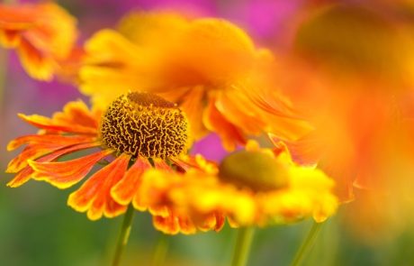 5 פרחים כתומים שכדאי לשלב בזר הפרחים שלך